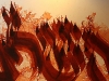 michel_d_anastasio2