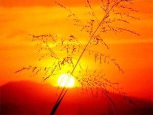 sunshine