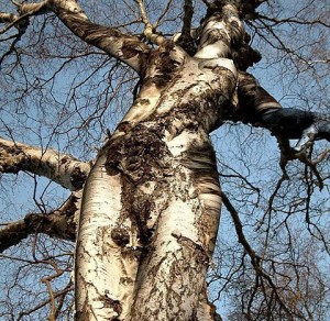 femme-arbre2